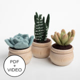 Succulents Digital Pattern