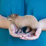 Capybara Needle Felting Kit