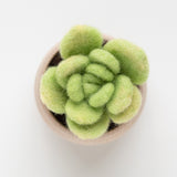 Lily Pad Succulent Mini Needle Felting Kit