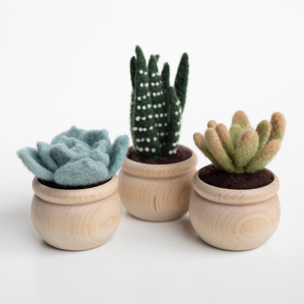 succulentsnew7_grande.jpg?v=
